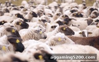 电子游戏试玩导航深度解析：老虎机即时比分软件排行榜是否可信？